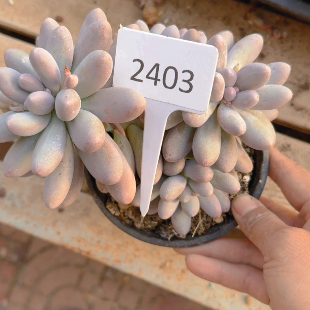 【闪购商品】2403汤圆