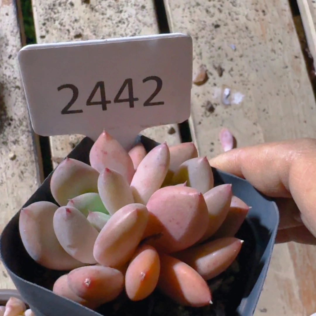 【闪购商品】2442桃花源