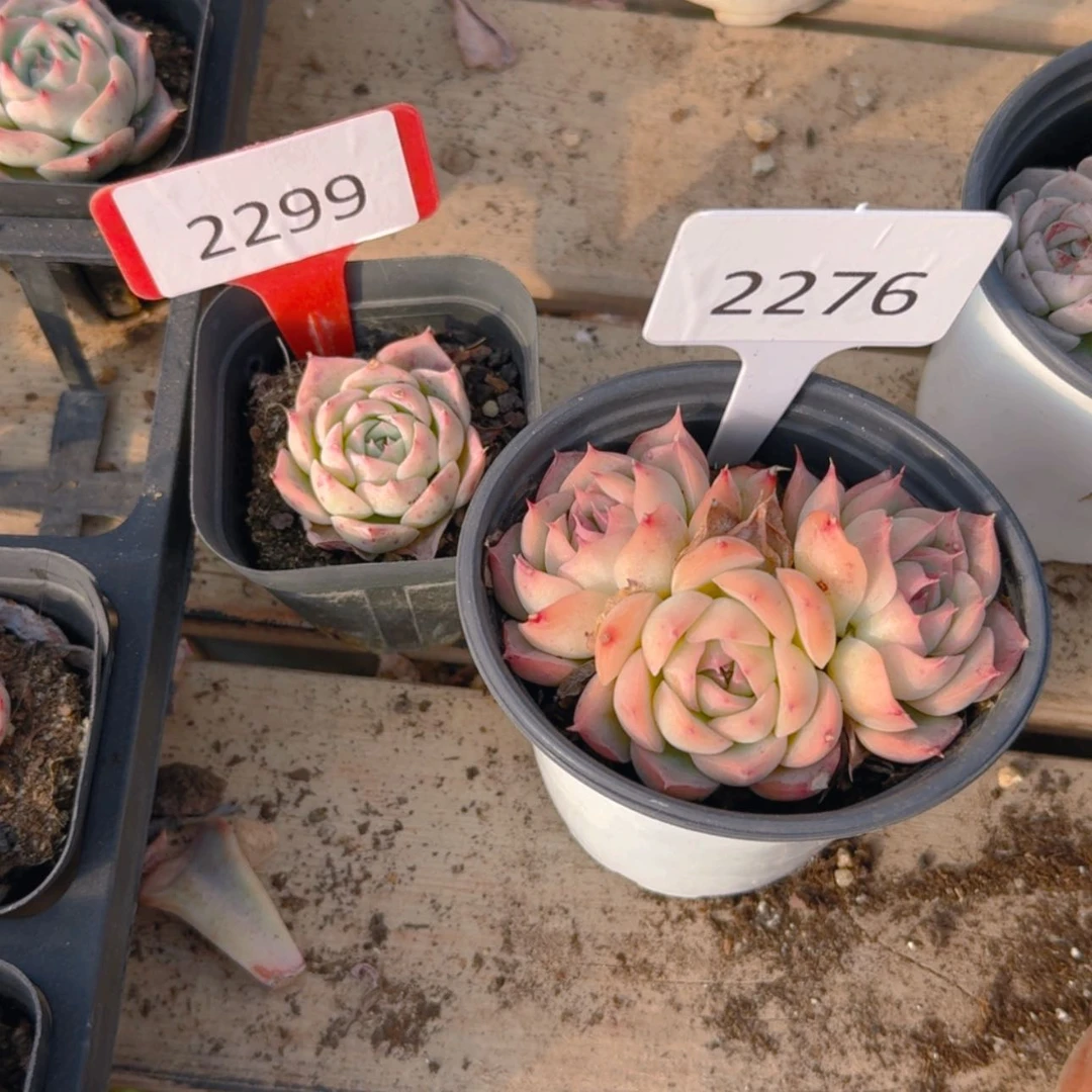 【闪购商品】2276.2299福利