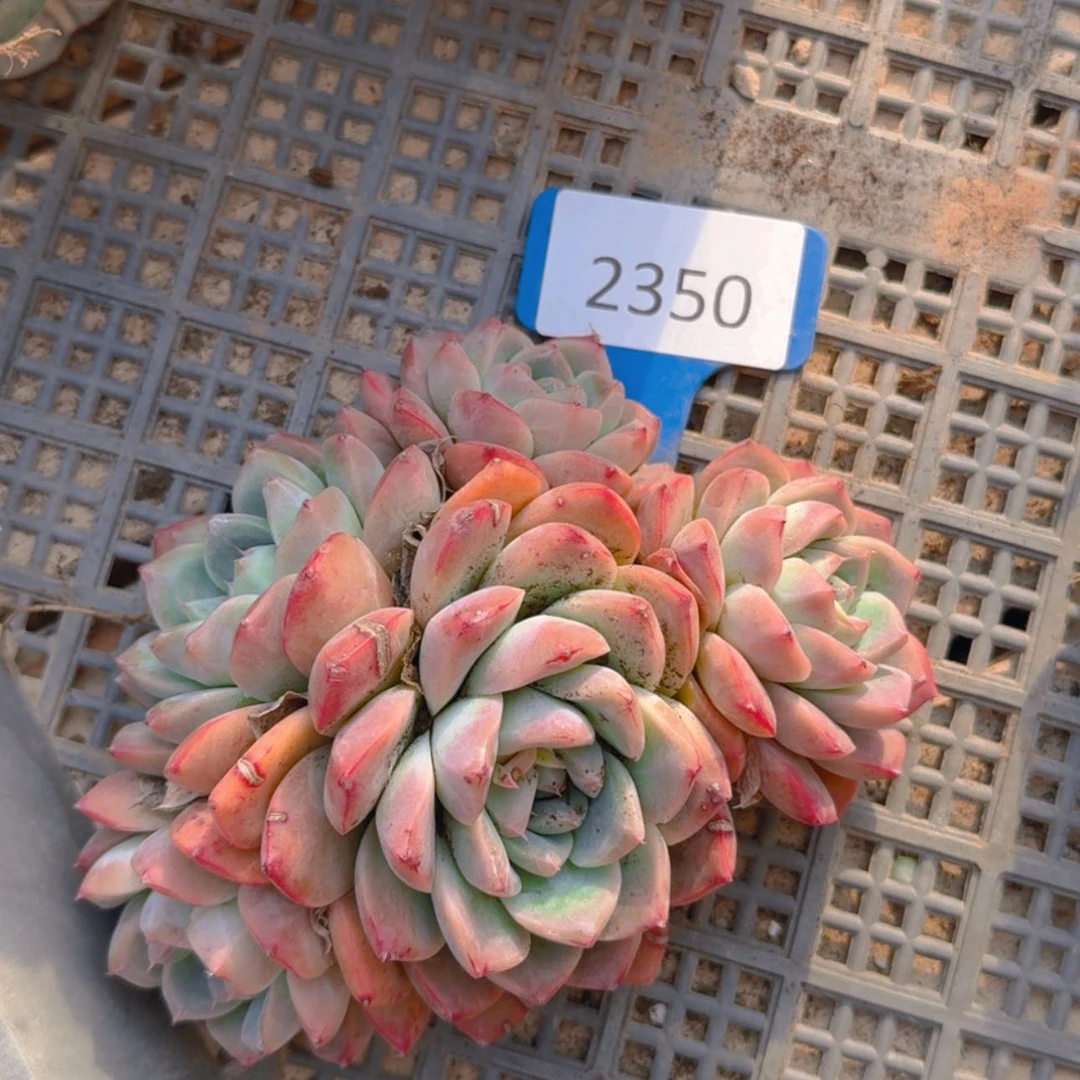 【闪购商品】2350孟秋优选