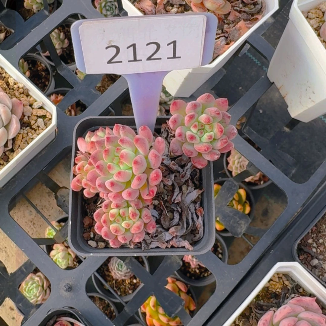 【闪购商品】2121蓝苹果
