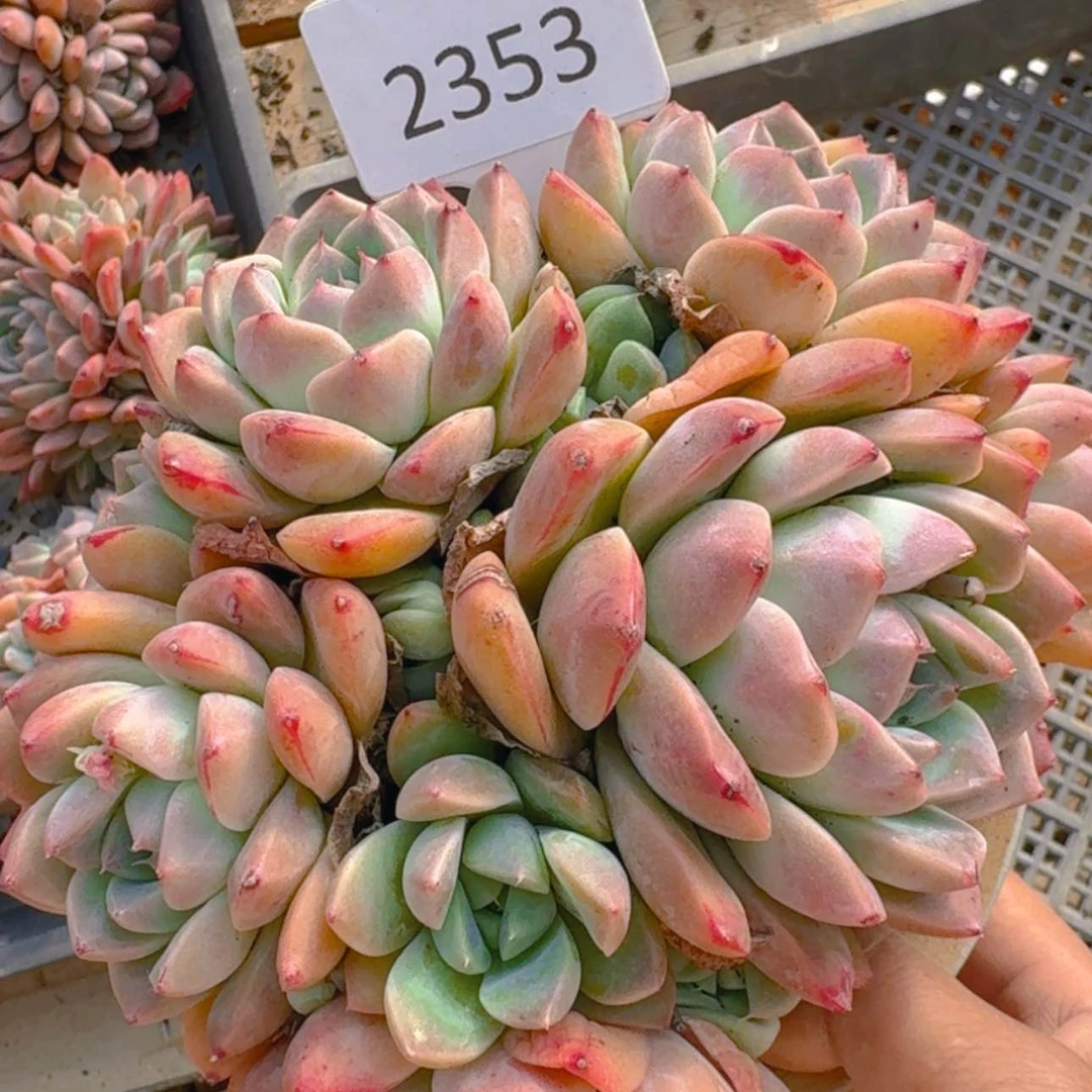 【闪购商品】2353孟秋优选