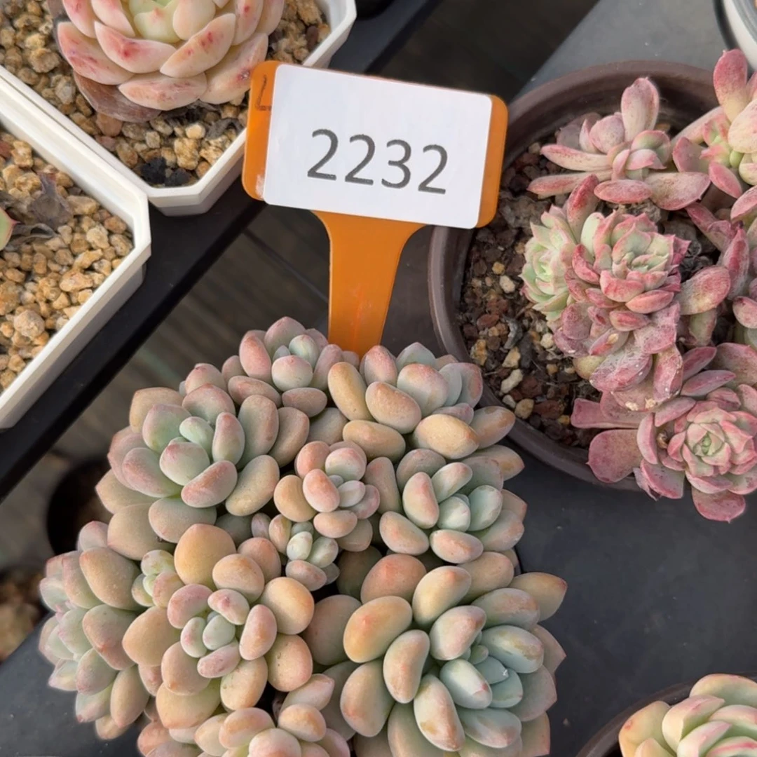 【闪购商品】2232木糖醇