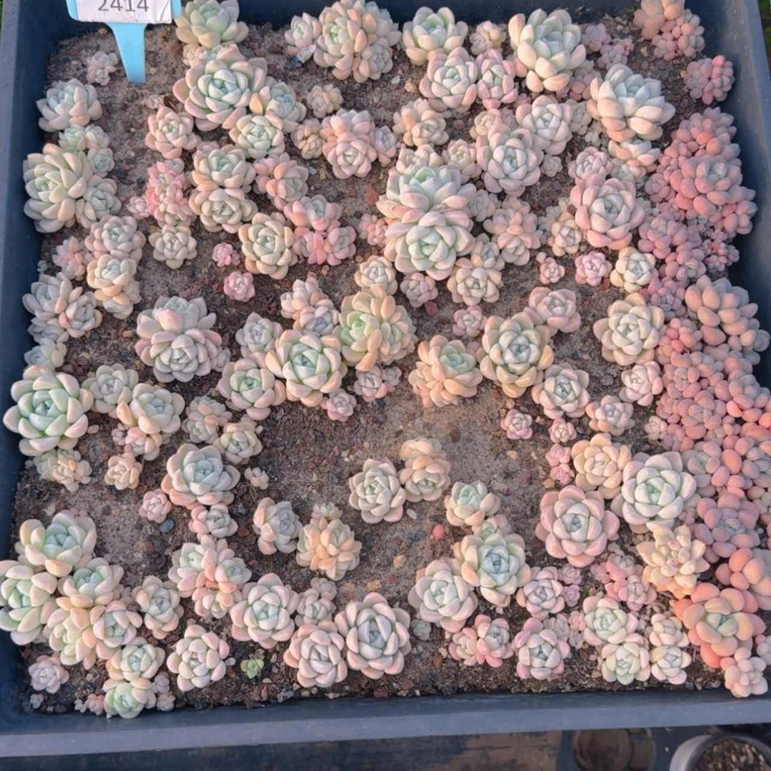 【闪购商品】2414一筐