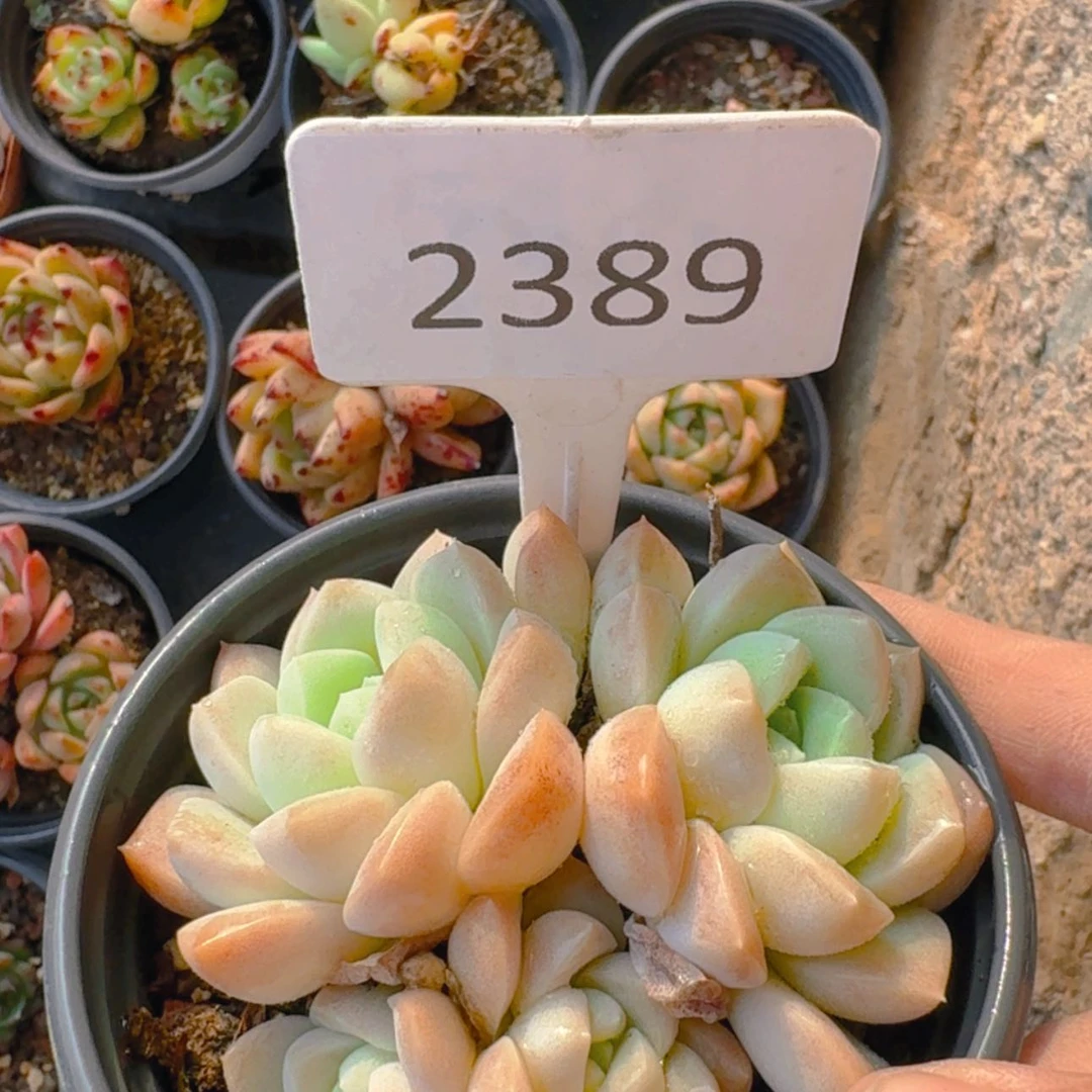 【闪购商品】2389奶油美人