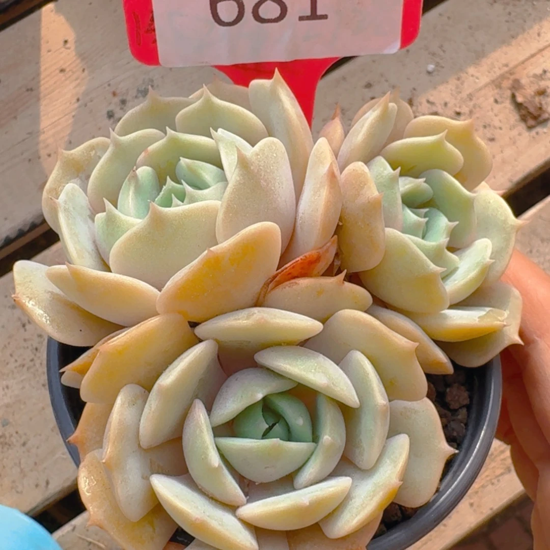 【闪购商品】681露娜莲