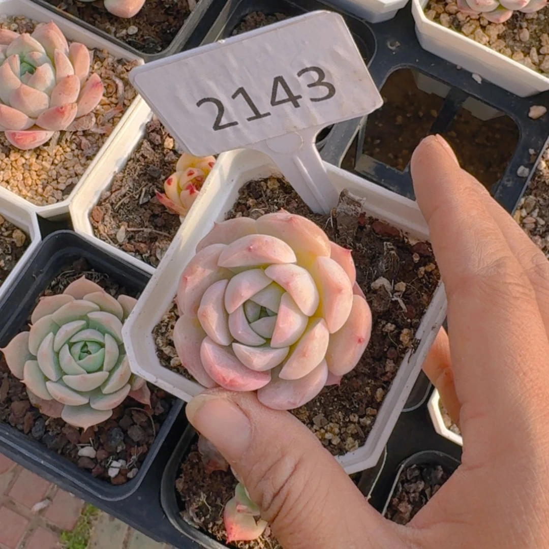 【闪购商品】2143格瑞斯惊喜