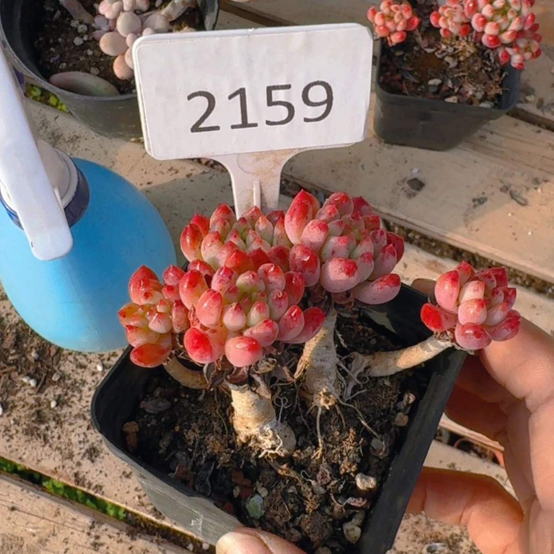 【闪购商品】2159苹果