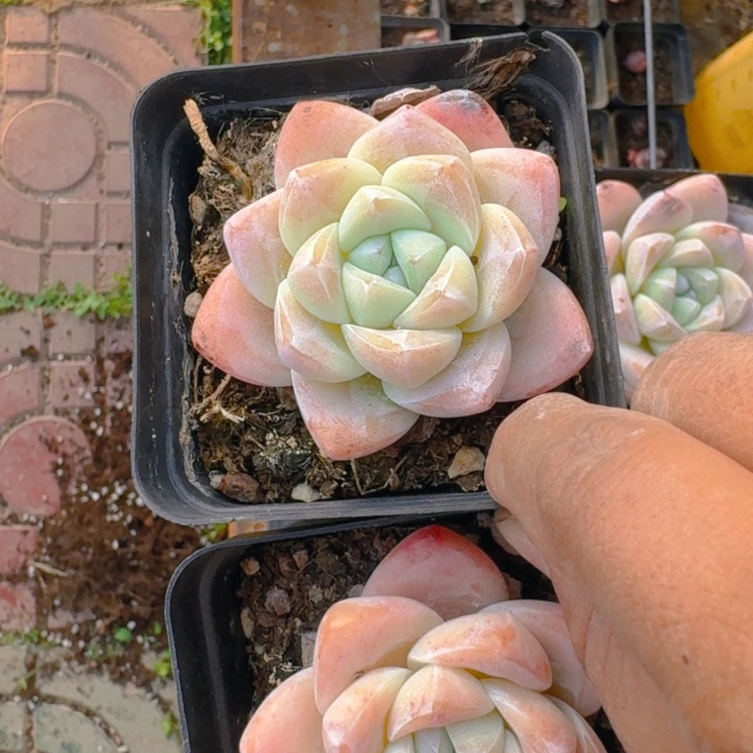 【闪购商品】冰玉2颗