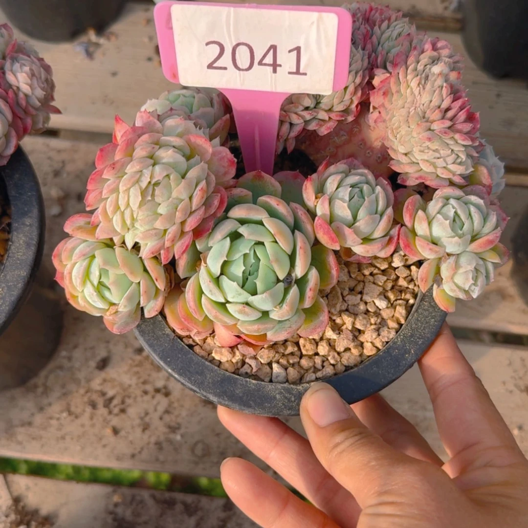 【闪购商品】2041香妃贝瑞缀
