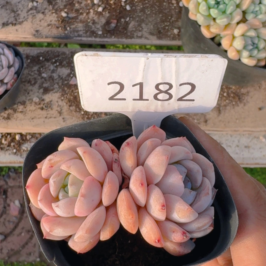 【闪购商品】2182福利恩宠