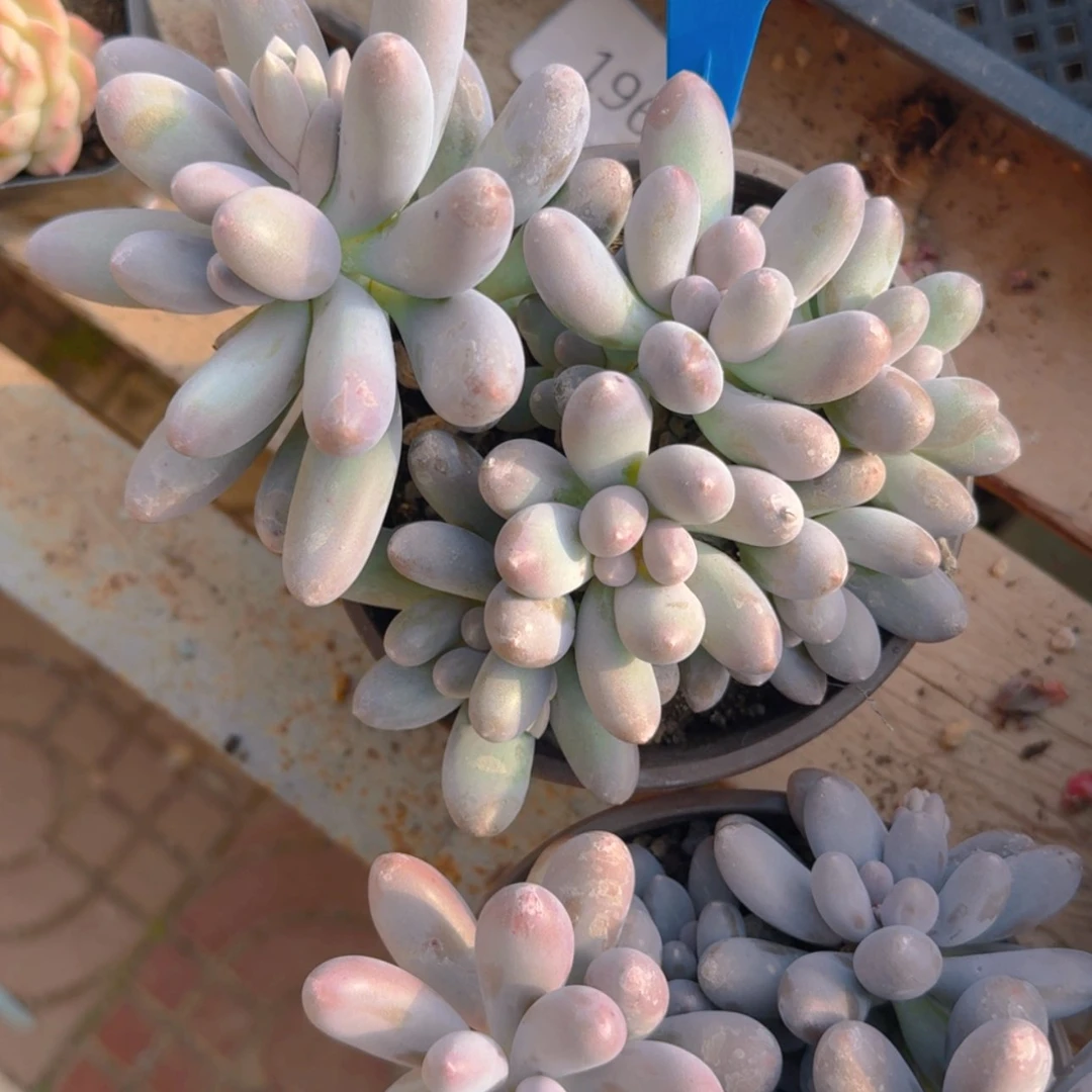 【闪购商品】2163汤圆