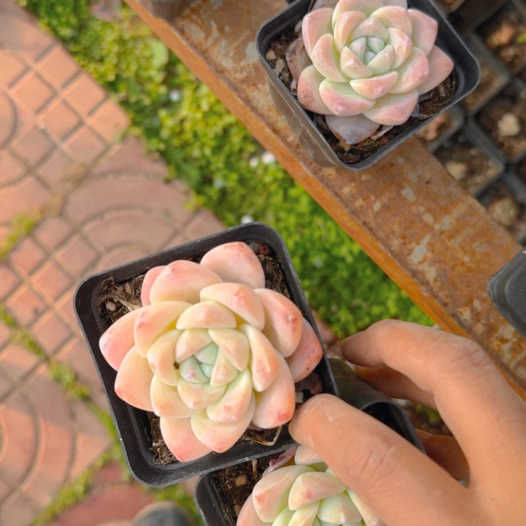 【闪购商品】冰玉3颗