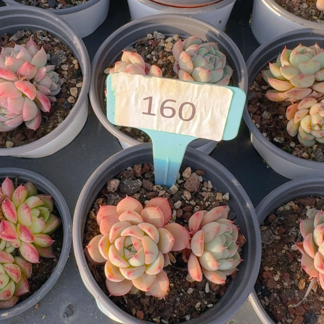 【闪购商品】叶*馨160重金属