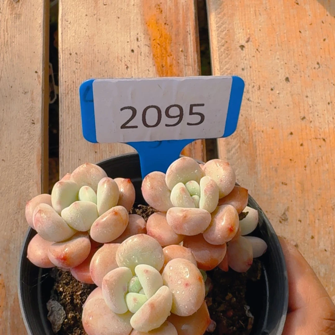【闪购商品】2095红丝婉