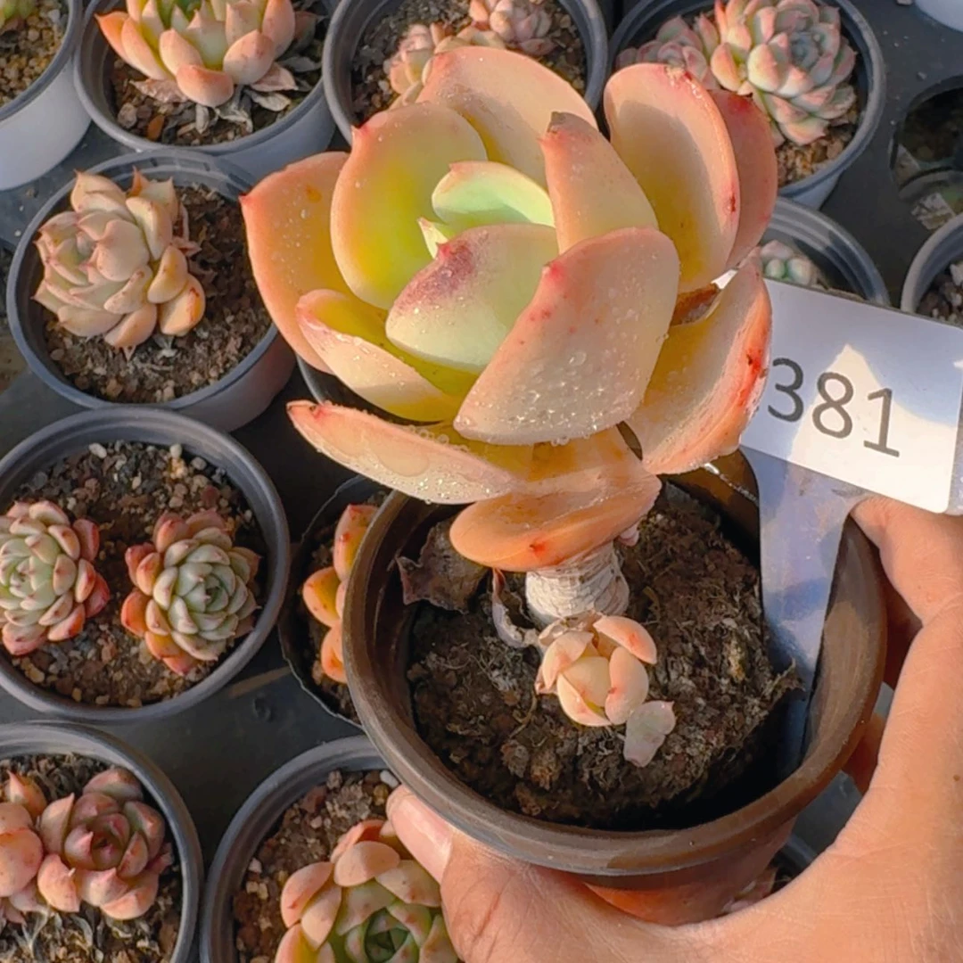 【闪购商品】2381福利碧桃
