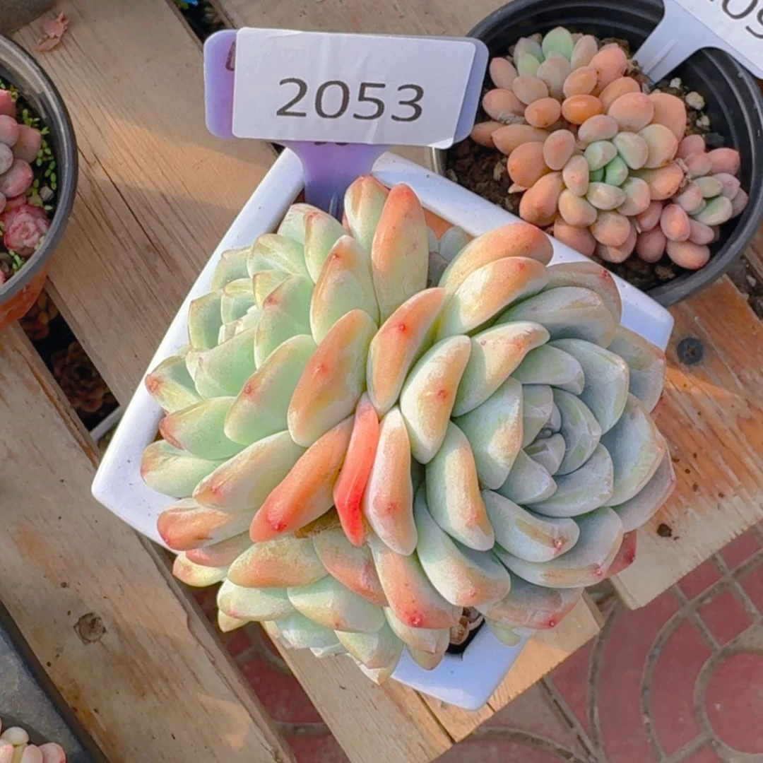 【闪购商品】2053冰玉