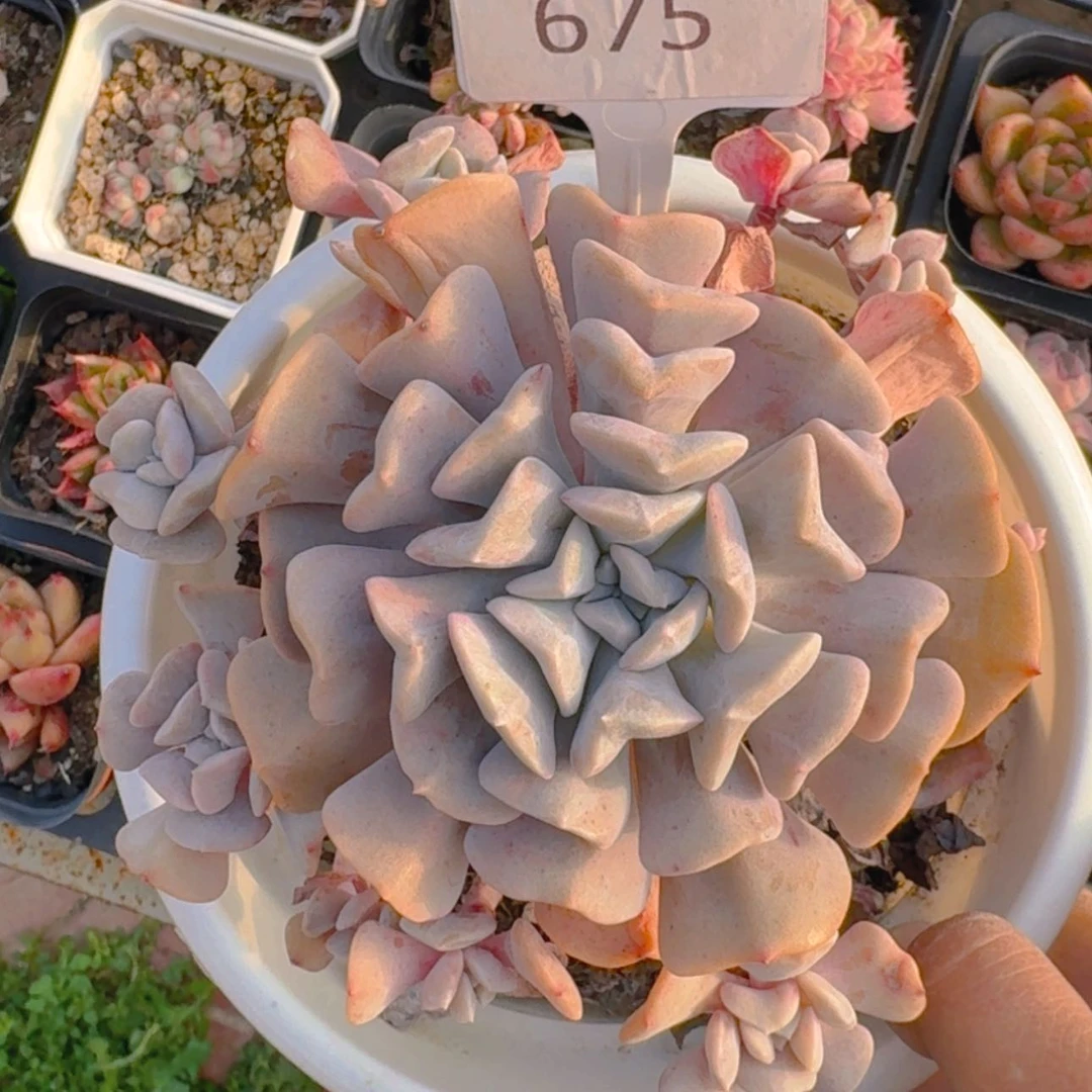 【闪购商品】675雪精灵