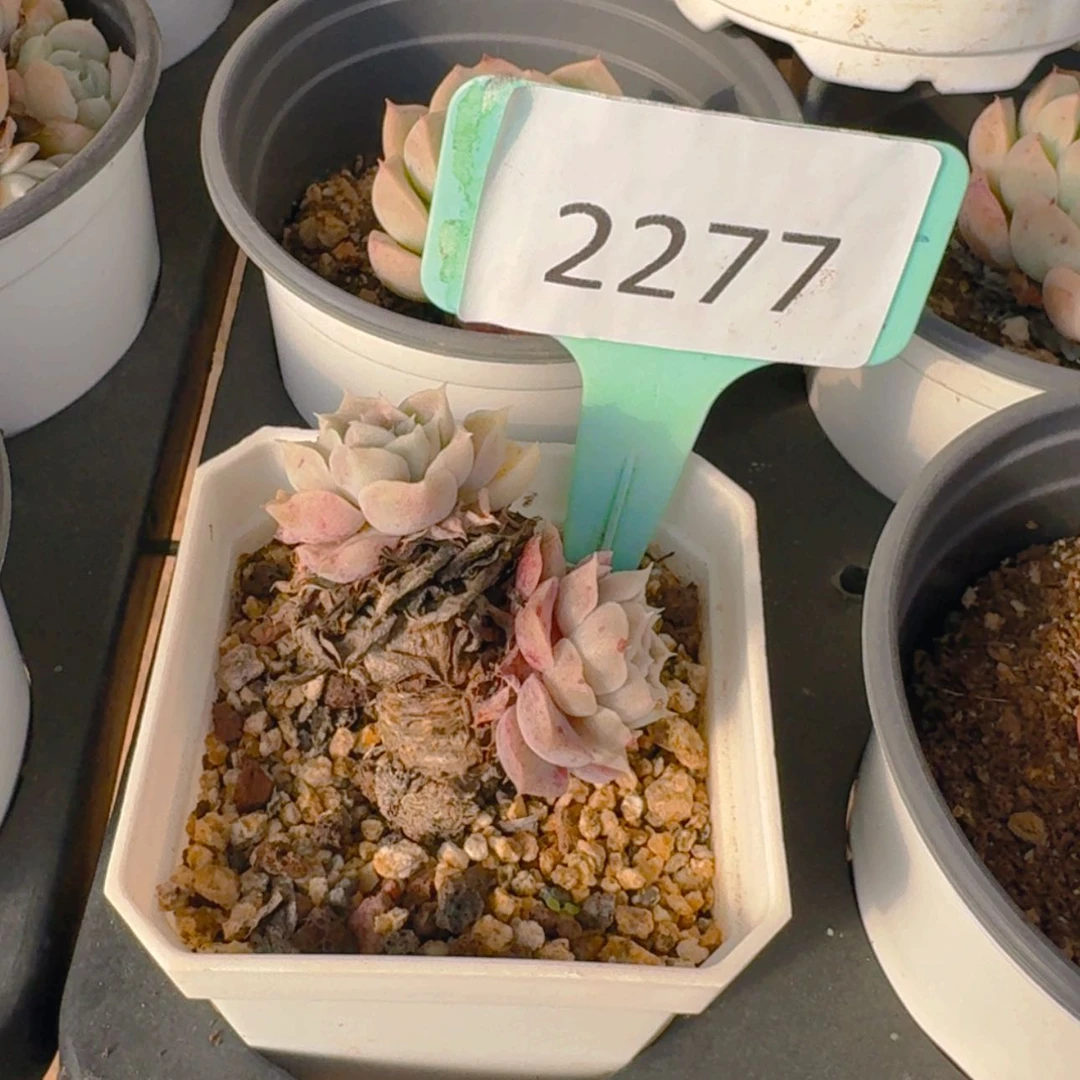 【闪购商品】2277福利海琳娜