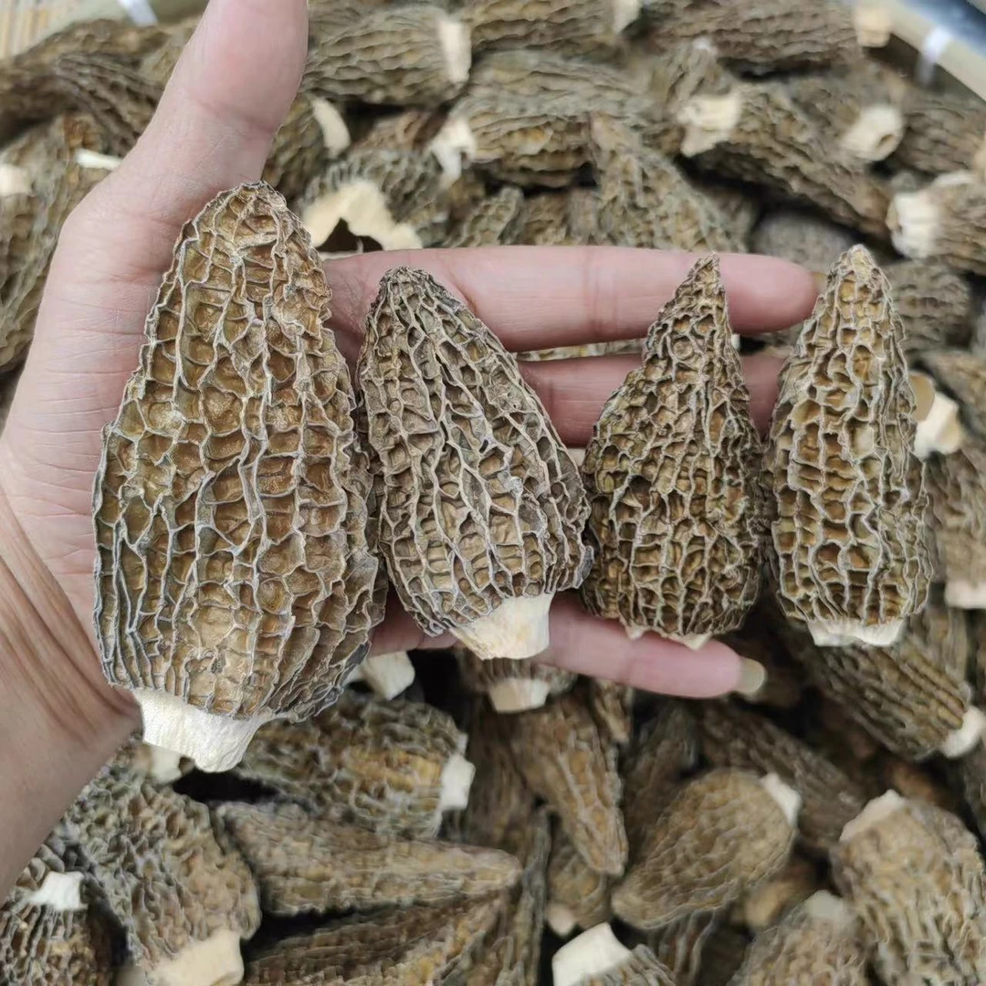 【草莓形】云南土特产山货羊肚菌土货干货菌菇