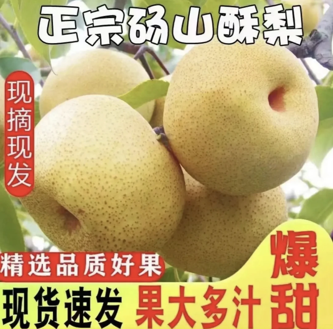 砀山梨-精品10斤装