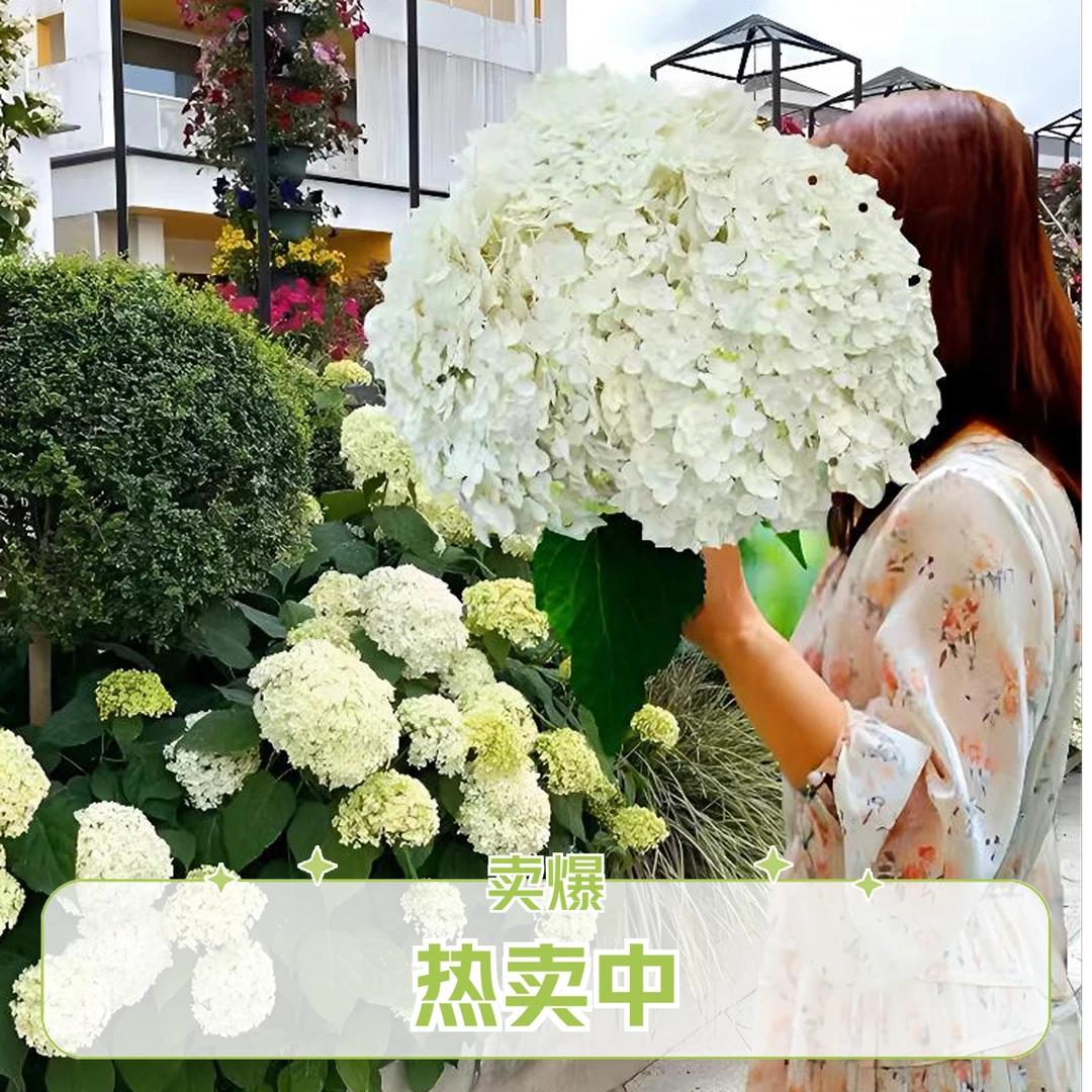 无敌贝拉安娜绣球大花绣球贝拉安娜阳台庭院耐寒耐晒植物