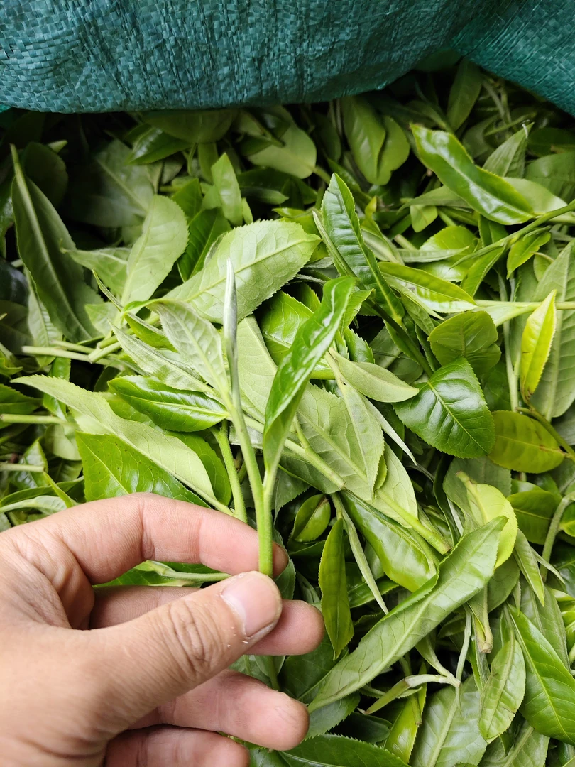 通用链接 雯秋茶叶厂