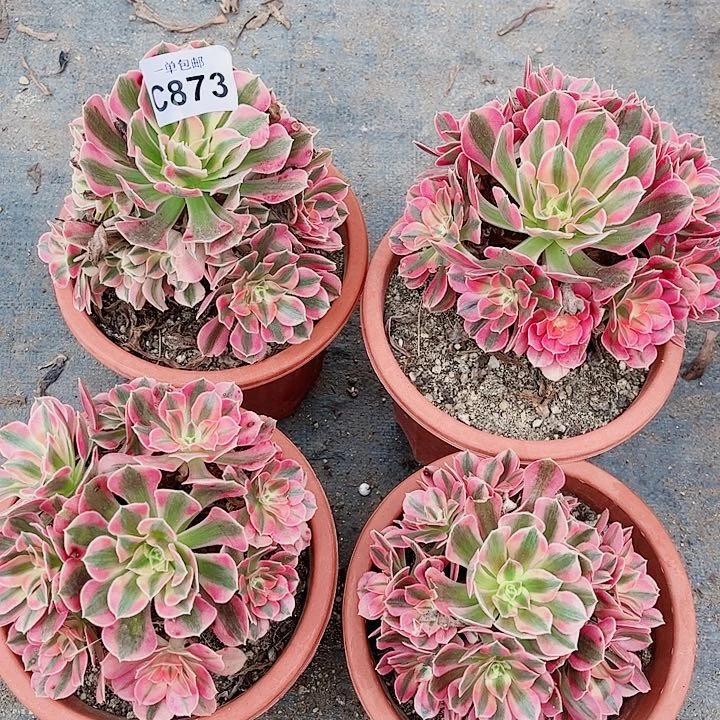 清棚不包断肢873