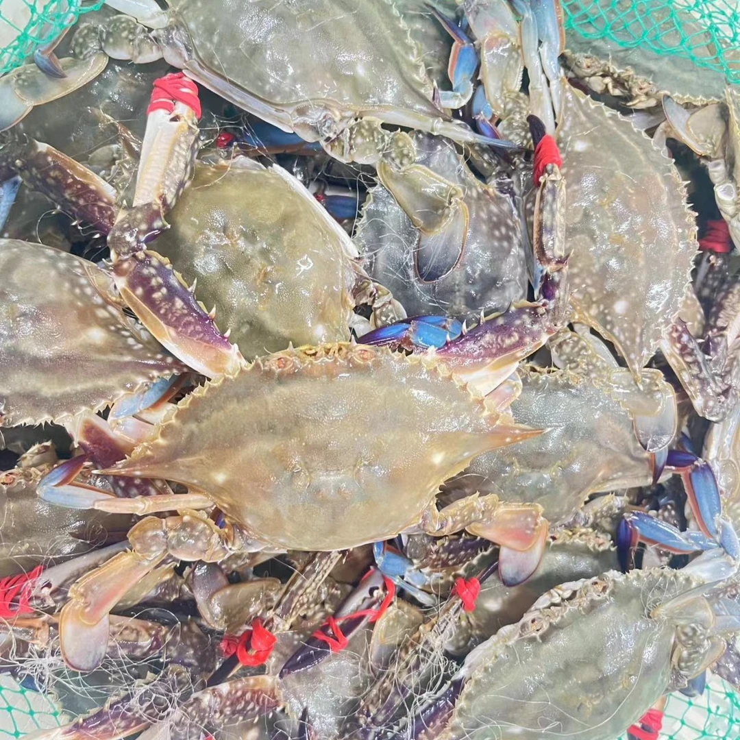 【庄河飞蟹 】星海湾里海鲜自助餐当日断氧 保鲜保八成肥度 不保活公母随机 下单就发货 1小时内到家 2斤装