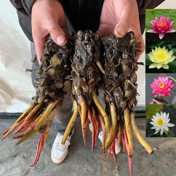 池塘睡莲花鱼缸睡莲根块四季水培植物庭院大睡莲花苗带芽头发货