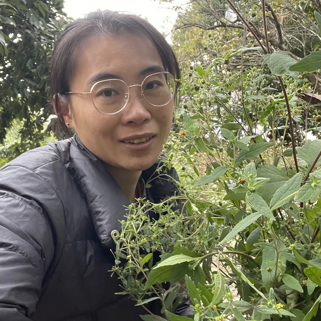 兰本草福建豨莶草一棵