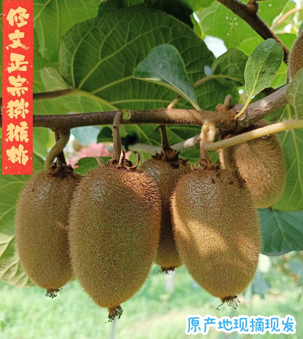 修文贵长正宗绿心猕猴桃【坏果包赔】入口即化 软糯香甜