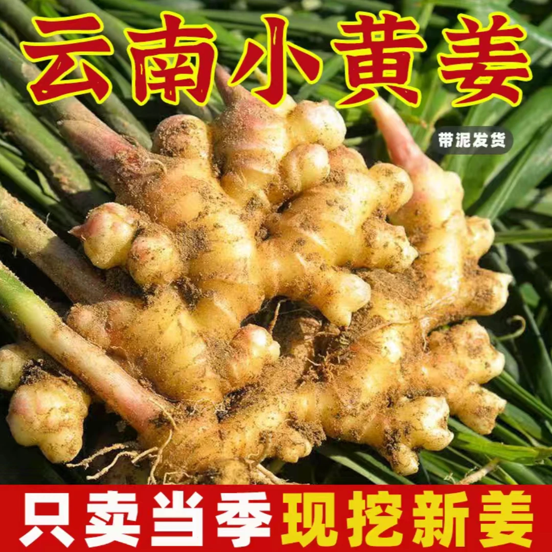 【福利专属】云南高山小黄姜不熏硫不泡药水自然生长姜味浓郁