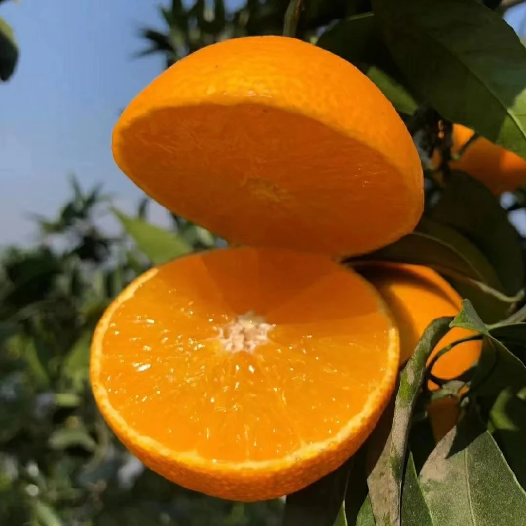 【新到爱媛果冻橙】（箱/带箱6斤以上）仅限太原六城区榆次可拍