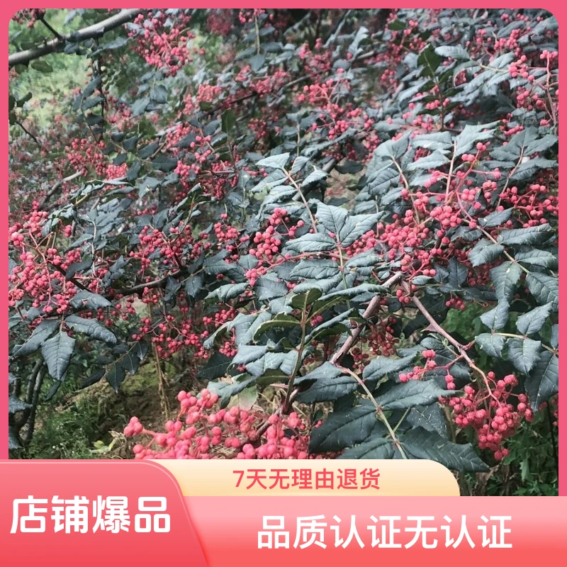 2025 年 新品甘肃天水特产大红袍干花椒250克。500克装