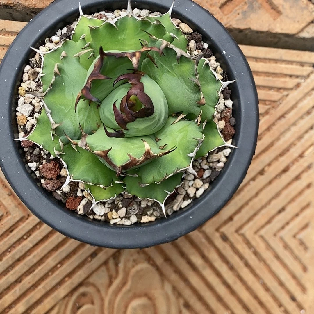 多肉植物龙蛇兰植物