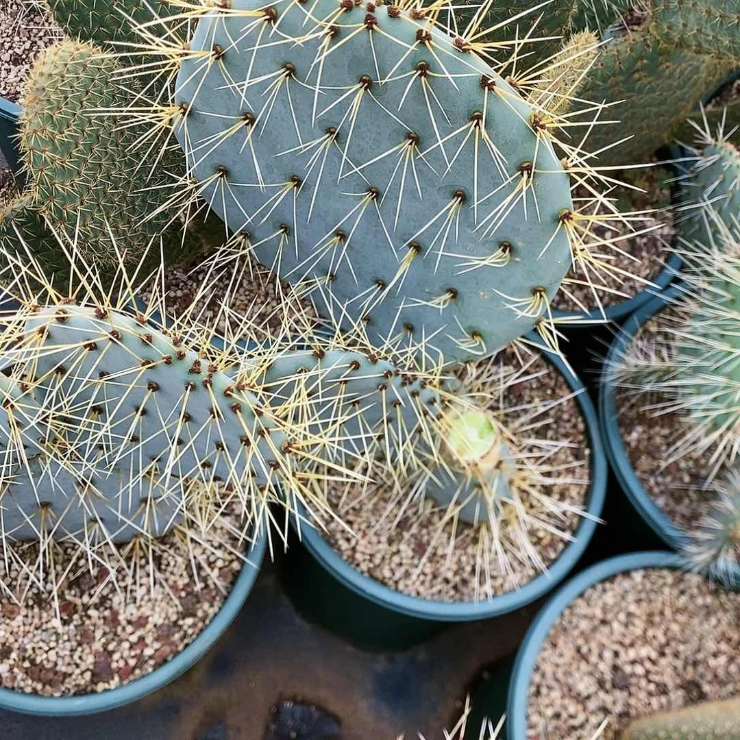 多肉植物龙蛇兰植物