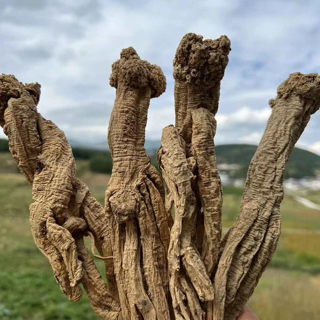 【特大野党参】甘肃精选大条野党参 特大条250克包邮