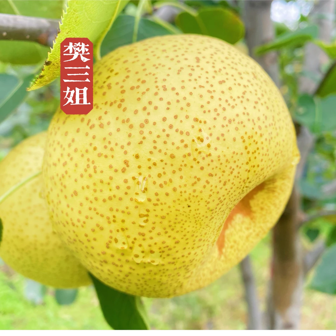 砀山酥梨精品大果6果装