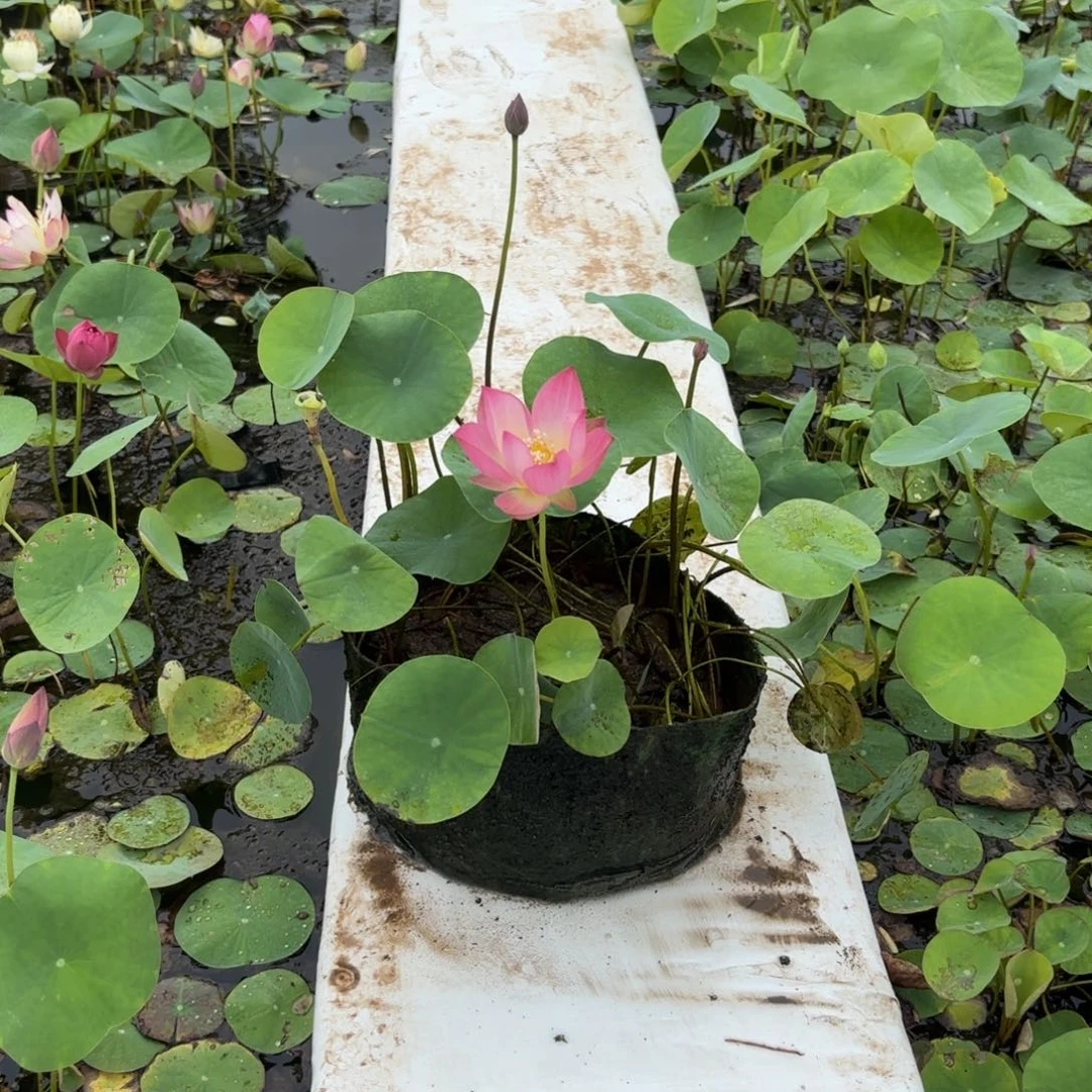倩**?美植袋成品51号