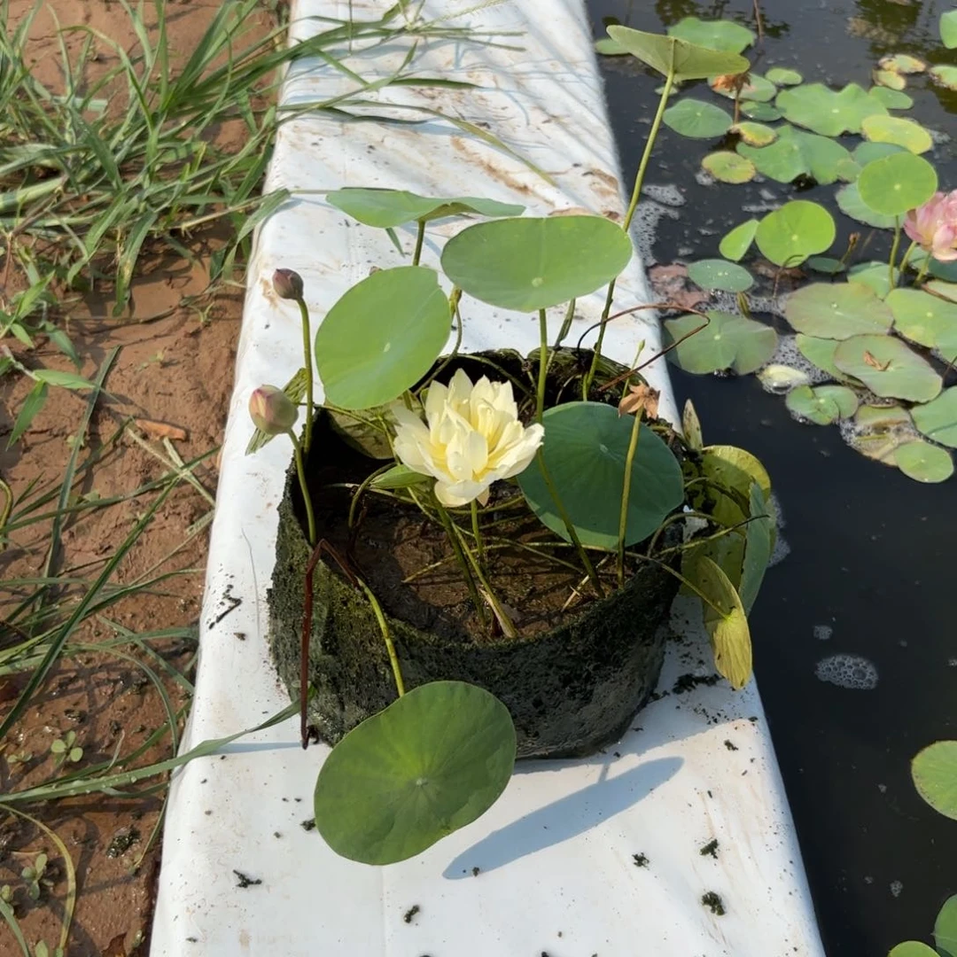 哎*美植袋成品036号