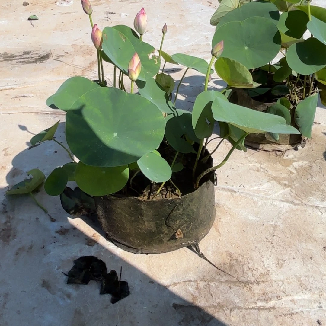 W**T霓裳美植袋成品097号