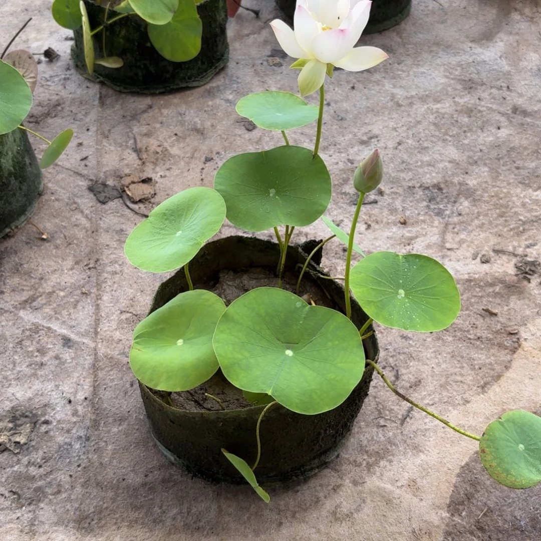 聆**涛美植袋成品12号