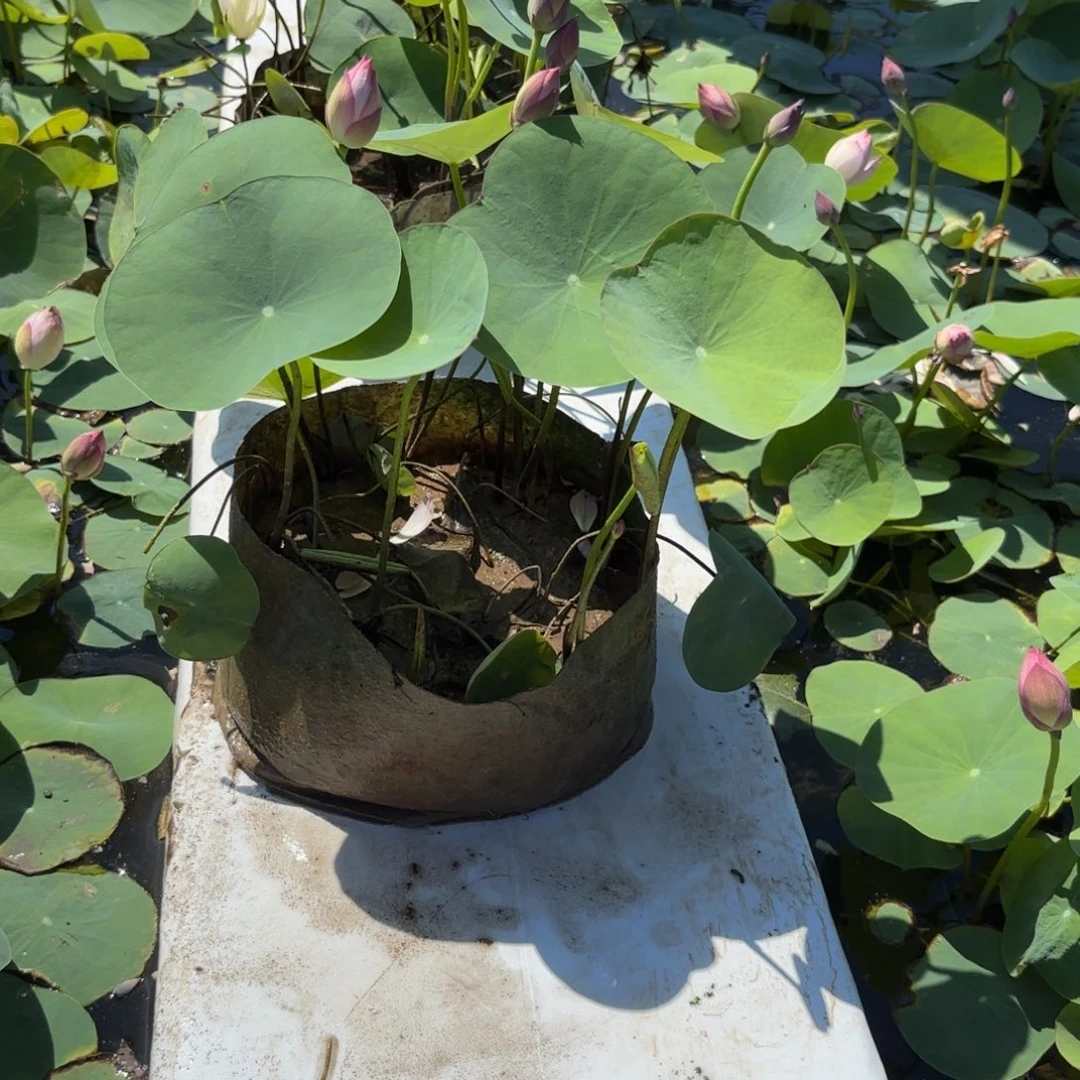 波***饭霓裳美植袋39号