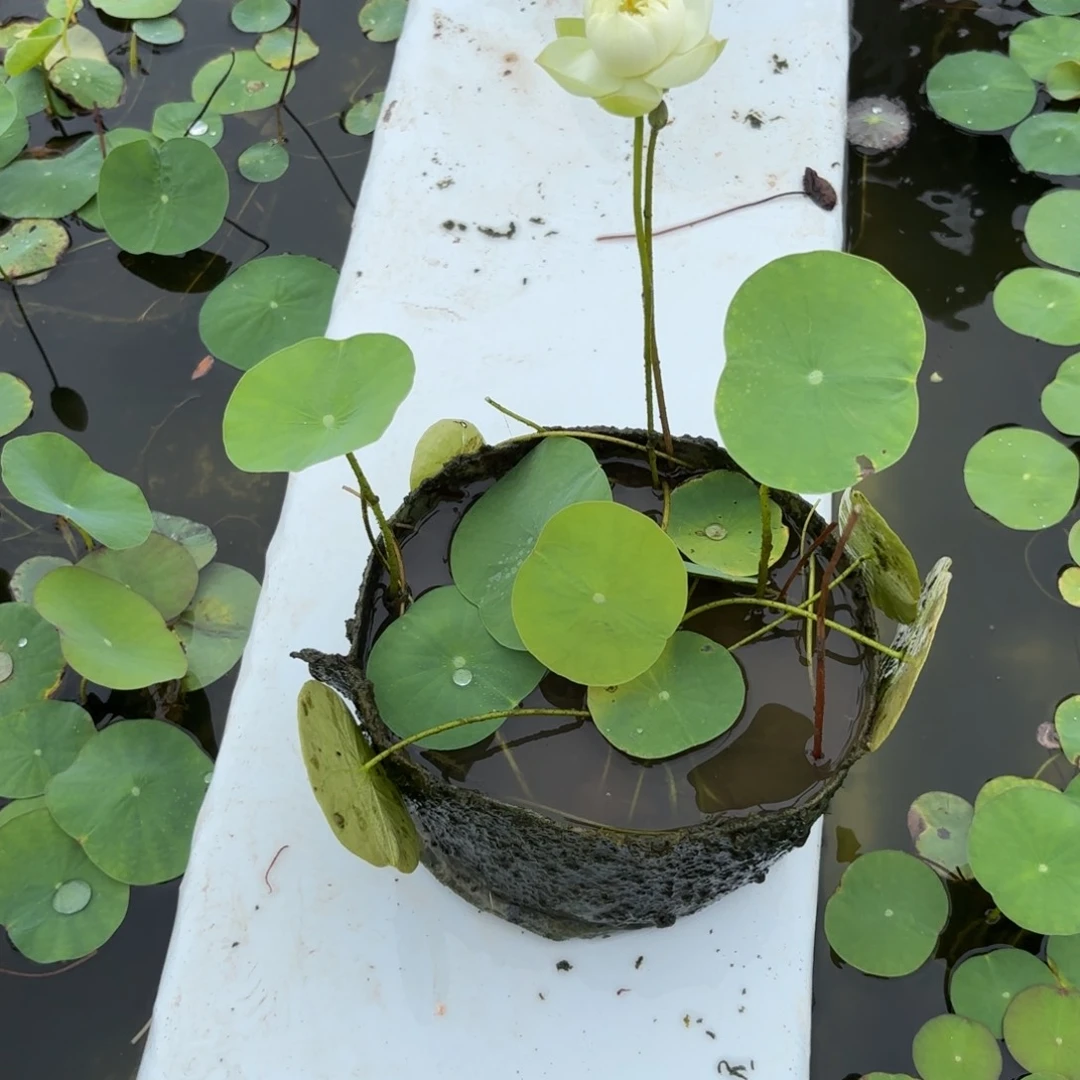 木****鱼美植袋成品10号