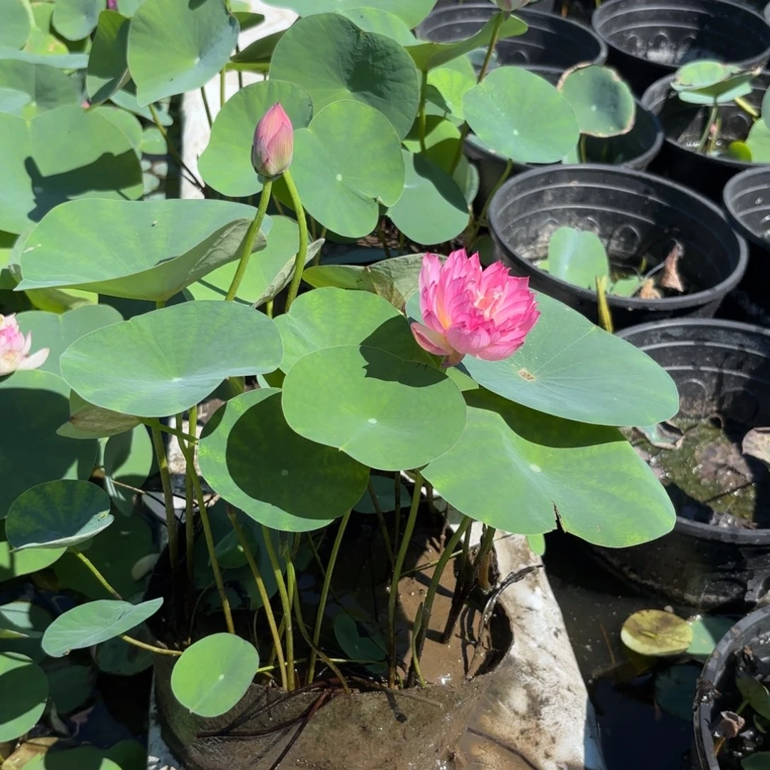 十*霓裳美植袋30号