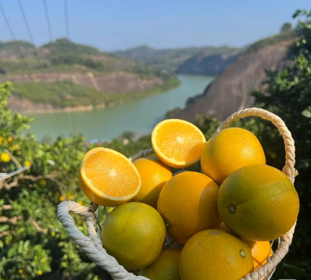 云南哀牢山 花斑冰糖橙 褚橙同款 花斑冰糖橙 纯甜爆汁 现摘现发