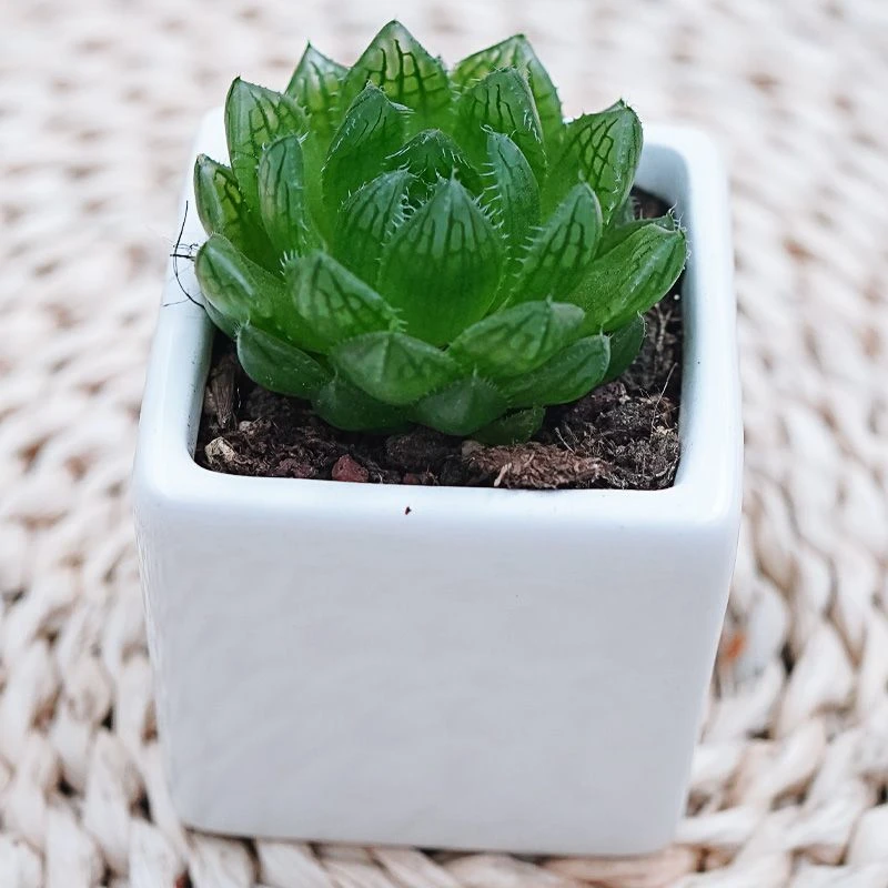 云南多肉植物植物组合花卉盆栽室内套餐玉露绿植稀有品种大颗好养