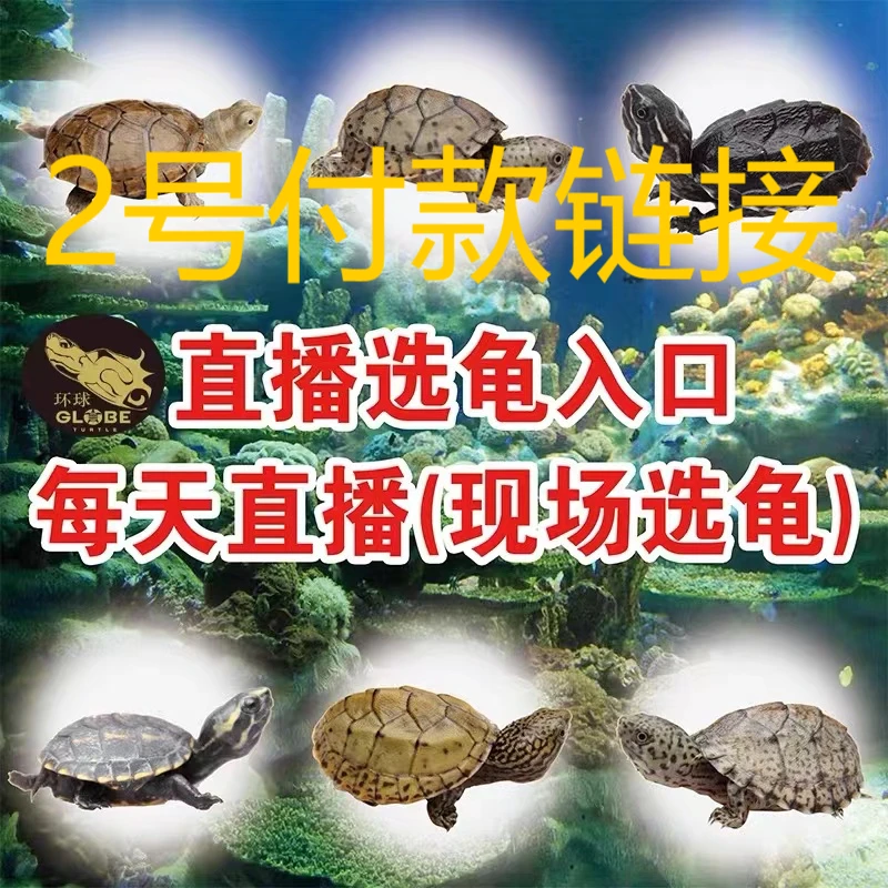 纯种石金钱正宗南石活体宠物变异冷水外塘养殖观赏长寿招财小乌龟