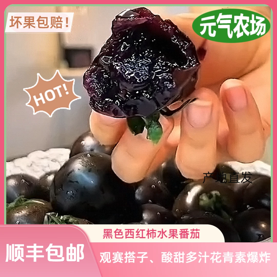 【产地直发】黑色水果番茄，皮薄肉厚、天然风味浓郁紫色番茄花青素